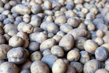 Potatoes are scattered on the ground. Preparation for landing. Potato harvesting. Harvesting.