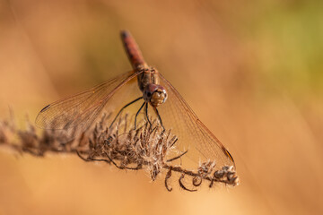 libelula roja sobre un arbusto seco