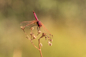 libelula roja sobre un arbusto seco