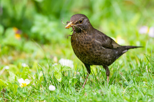 Amsel (Turdus merula) Weibchen