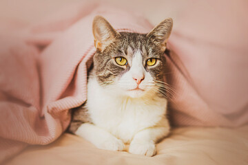 A cute domestic cat with yellow eyes is lying on the bed, covered with a soft pink blanket in the early morning. Sleep and rest time. Home comfort with a pet.