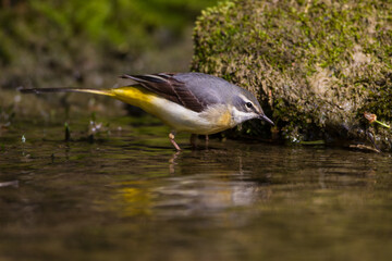 Gebirgsstelze (Motacilla cinerea) Weibchen