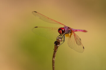libelula roja sobre un arbusto seco