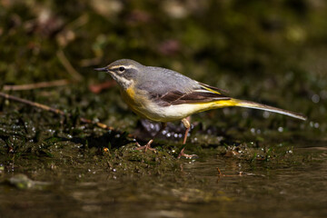 Gebirgsstelze (Motacilla cinerea) Weibchen