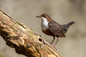 Wasseramsel (Cinclus cinclus)