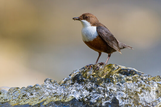 Wasseramsel (Cinclus cinclus)