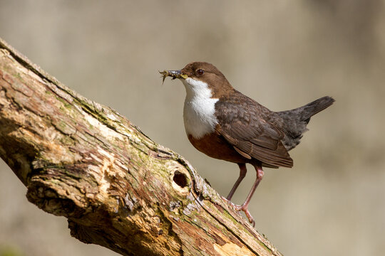 Wasseramsel (Cinclus cinclus)