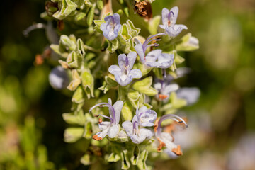 romero en flor 