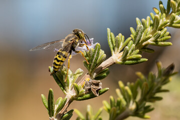 mosca de las flores (falsa avispa)