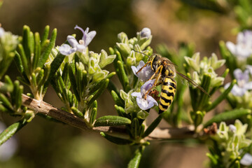 mosca de las flores (falsa avispa)