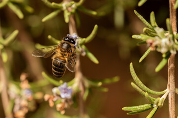aveja melifera en la flor de romero 