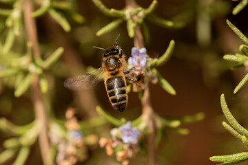 aveja melifera en la flor de romero 