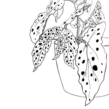 Begonia Maculata or Polka Dot Begonia houseplant in a pot
