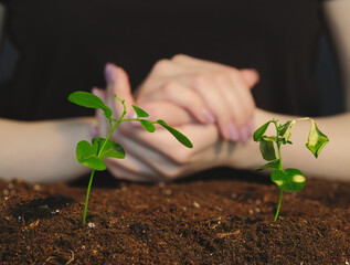 Plant cultivation. Eco gardening. Female hands comparing young green seedlings with lush in fertile...