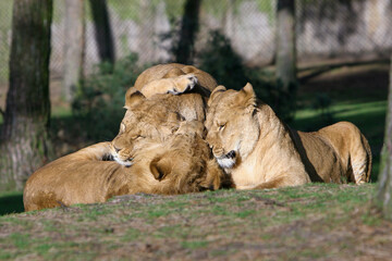 Stoeiende leeuwen welpen