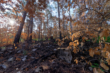 Fontainebleau forest after wildfire