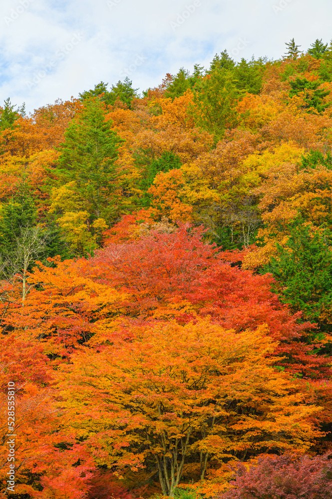 Canvas Prints 山の赤い紅葉