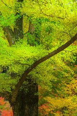 紅葉していくイチョウの木