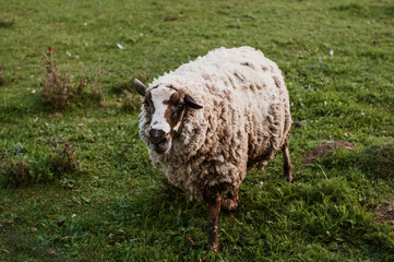 Portrait of a sheep on the grass, at the Slovakia farm, selective focus, - Powered by Adobe