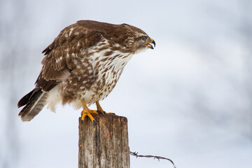 Mäusebussard (Buteo buteo)