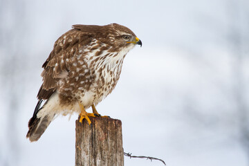 Mäusebussard (Buteo buteo)