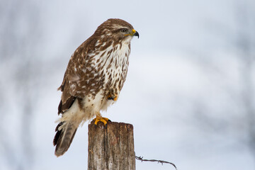 Mäusebussard (Buteo buteo)