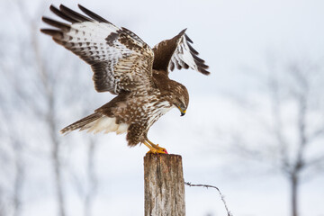 Mäusebussard (Buteo buteo)