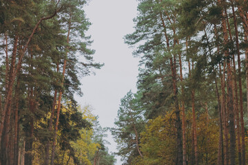 Large mountain forest with trees