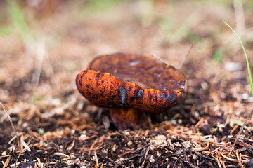 mushroom in the forest