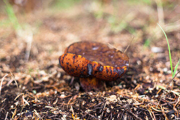 mushroom in the forest