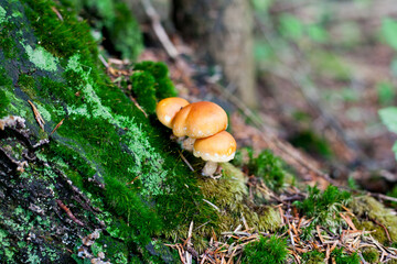 mushroom in the forest