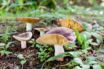 mushroom in the forest