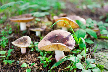 mushroom in the forest