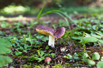 mushroom in the forest