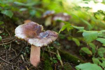 mushroom in the forest