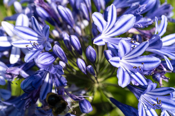 Beautiful natural background white flowers agapanthus umbrella close up Agapanthus blue