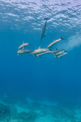 Image of Pod of dolphins swimming near surface of ocean printed on Printed Aluminium Shower Panels