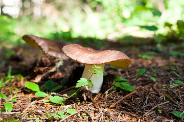 mushrooms in the forest