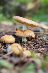 mushroom in the forest