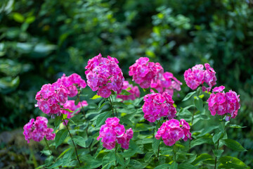 Obraz premium Phlox paniculata (garden phlox), a blooming flower.
