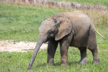 Naklejka na ściany i meble African elephant (Loxodonta africana), baby elephant.