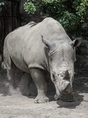 Fototapeta premium The southern white rhinoceros (Ceratotherium simum simum), also known as southern square-lipped rhinoceros.