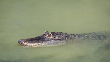 The American alligator (Alligator mississippiensis) in a dirty water.