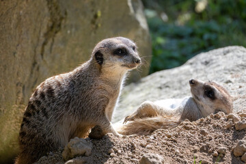 Fototapeta premium The meerkat (Suricata suricatta) or suricate, a small mongoose.