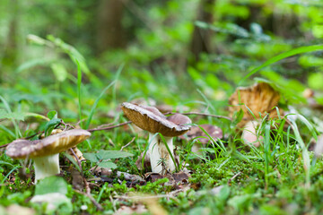 mushroom in the forest