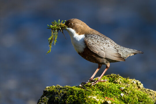 Wasseramsel (Cinclus cinclus)