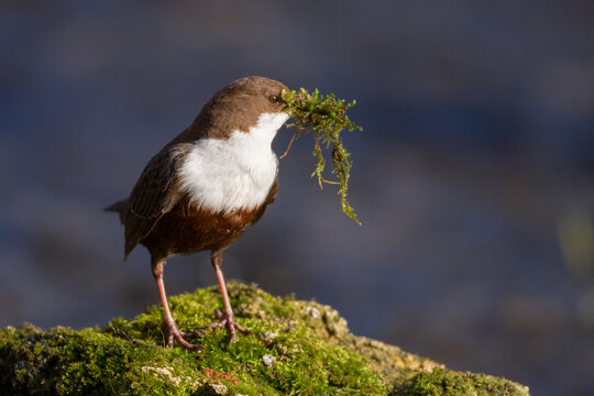Wasseramsel (Cinclus cinclus)
