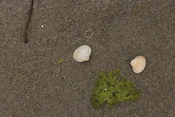 Muscheln am Strand