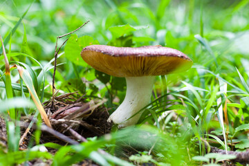 mushroom in the forest