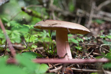 mushroom in the forest